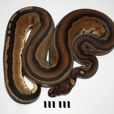 Tristripe | Het Ultramel Ball Python - male for sale from M E T A M O R P H S