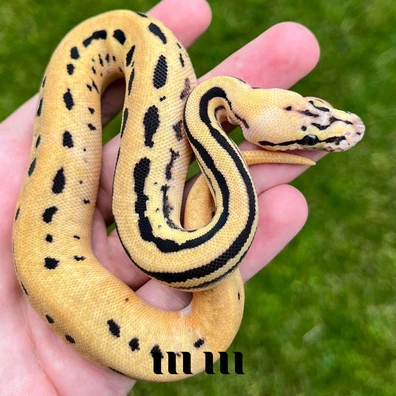 Pastel | Acid | Fire | Leopard | Specter | Het Desert Ghost | Het Piebald - PROVEN BREEDER Ball Python - male for sale from M E T A M O R P H S