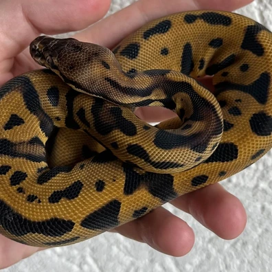 Pastel | Acid | Leopard | Orange Dream | Het Desert Ghost - PROVEN BREEDER Ball Python - female for sale from M E T A M O R P H S