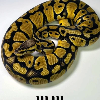 Pastel | Het Desert Ghost | Het Clown - PROVEN BREEDER Ball Python - female for sale from M E T A M O R P H S