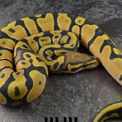 Orange Dream | Hypo - PROVEN BREEDER Ball Python - female for sale from M E T A M O R P H S