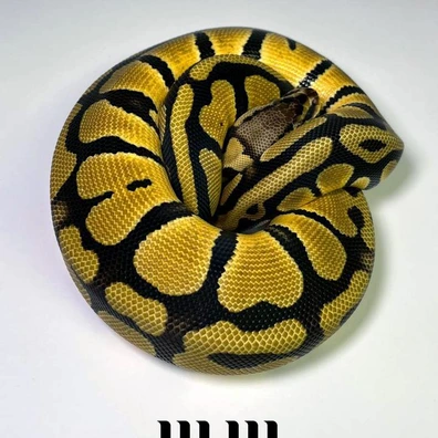 Pastel | Het Desert Ghost | Het Clown - PROVEN BREEDER Ball Python - female for sale from M E T A M O R P H S