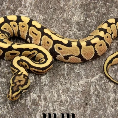 Spotnose | Desert Ghost - PROVEN BREEDER Ball Python - female for sale from M E T A M O R P H S