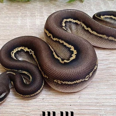 Pastel | Black Head | Leopard | Mojave - PROVEN BREEDER Ball Python - male for sale from M E T A M O R P H S