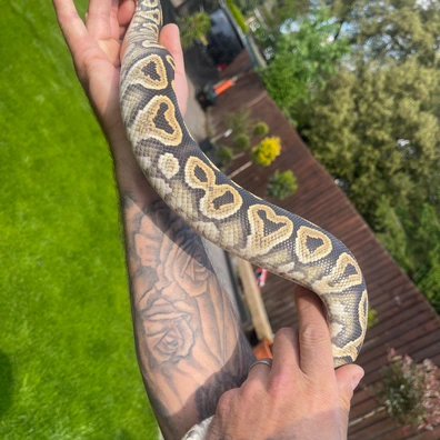 Black Pastel Desert Ghost Het Hypo Het Clown Ball Python - male for sale from LA_balls