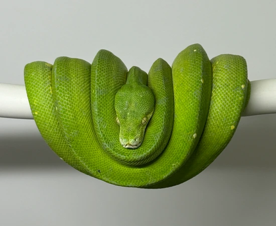 Crested Tree Python Uscbb Ml 21-06 Green Tree Python by Crested Creations