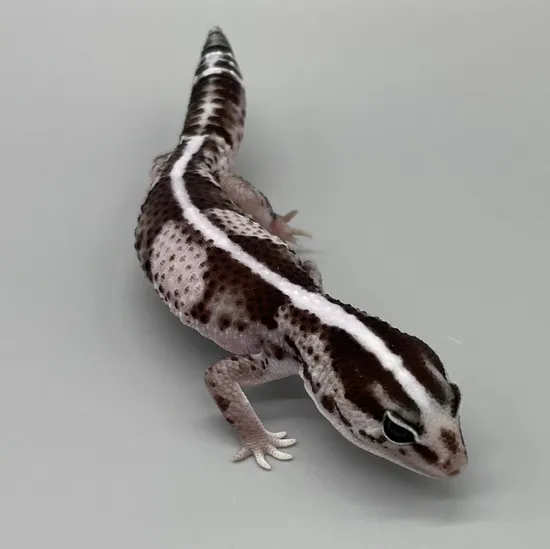 Male - Striped Oreo African Fat-Tailed Gecko by Luna Geckos