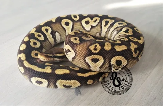 Pastel Mojave Ball Python by Royal Coils Pythons