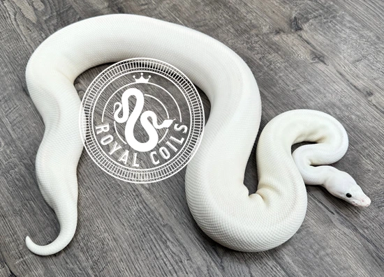 Ivory Champagne Poss Pastel Fire Calico Ball Python by Royal Coils Pythons