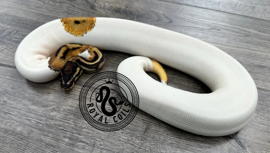 Orange Dream Piebald Ball Python by Royal Coils Pythons