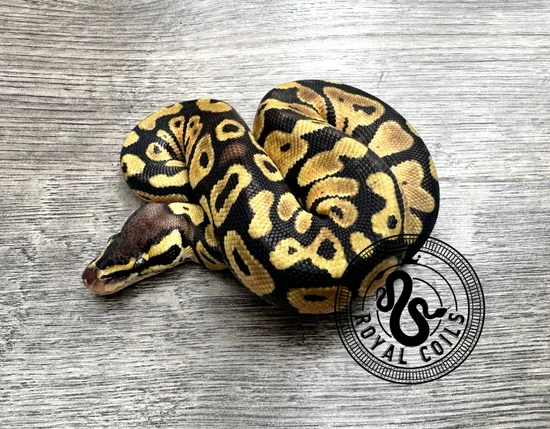 Pastel Ball Python by Royal Coils Pythons