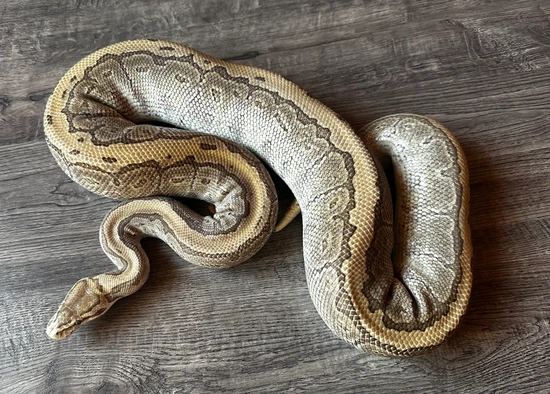 Kingpin Royal Python Chocolate Kingpin Ball Python by Royal Coils Pythons
