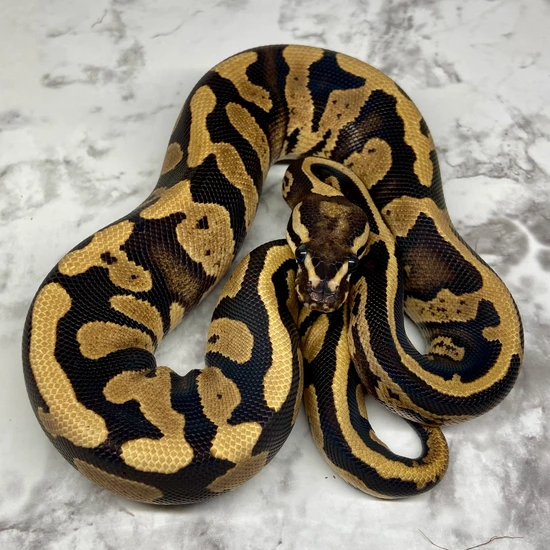 Acid Ball Python Complex Fire Acid Ball Python by Storm Surge Pythons