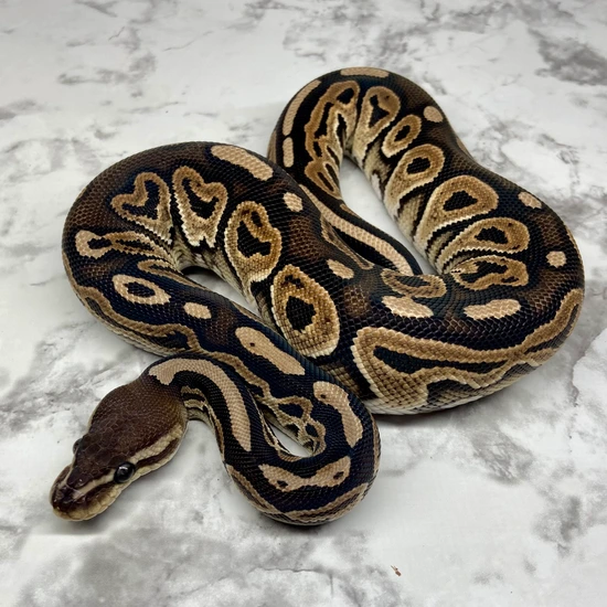 Cinnamon Ball Python by Storm Surge Pythons
