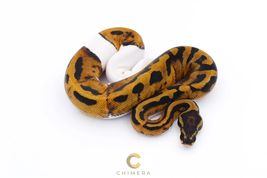 Pied Ball Python by Chimera