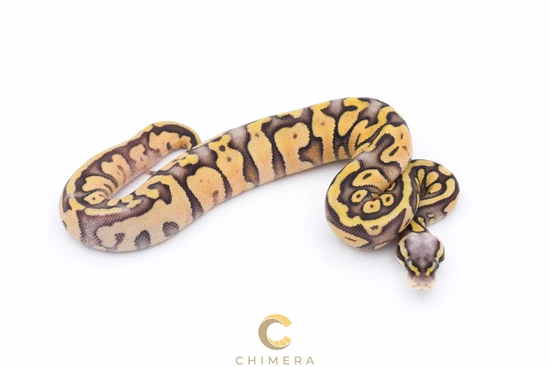 Super Pastel Enchi 100% Het Hypo 100% Het Sunset 100% Het Pied Ball ...