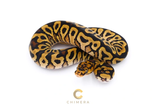 Spotnose Clown 100% Het Sunset Ball Python by Chimera