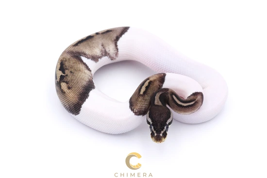 Axanthic Pied Black Pastel Ball Python by Chimera