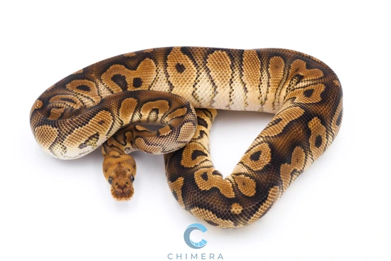 Dinker Clown Ball Python by Chimera