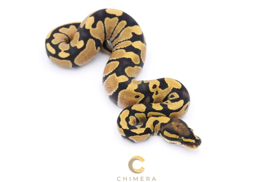DG Het Hypo Zebra Ball Python by Chimera