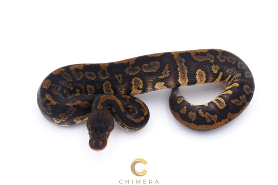 Stranger Leopard Het Clown Monsoon Ball Python by Chimera
