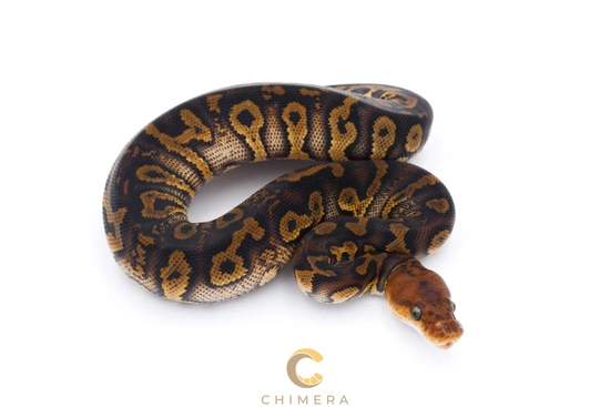 Stranger Clown Het Monsoon Ball Python by Chimera