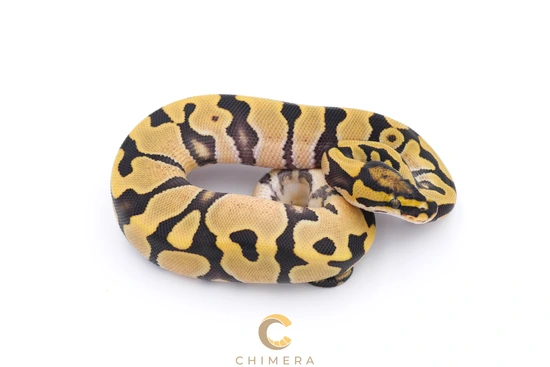 Enchi DG Het Clown Pied Ball Python by Chimera