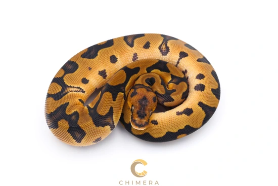 Clown Het DG Hypo G Stripe Ball Python by Chimera