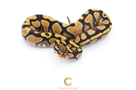 DG YB Ball Python by Chimera