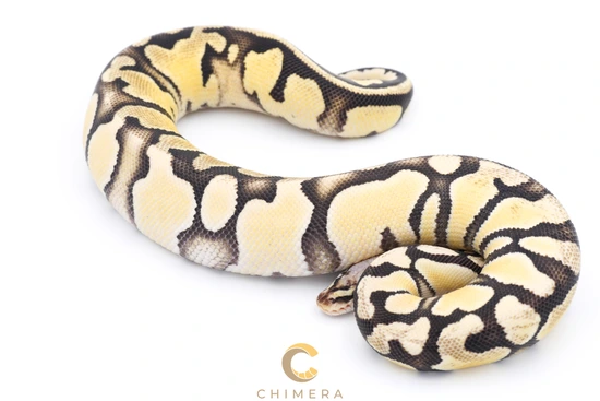 Pastel DG Het Hypo (Chimera) Ball Python by Chimera