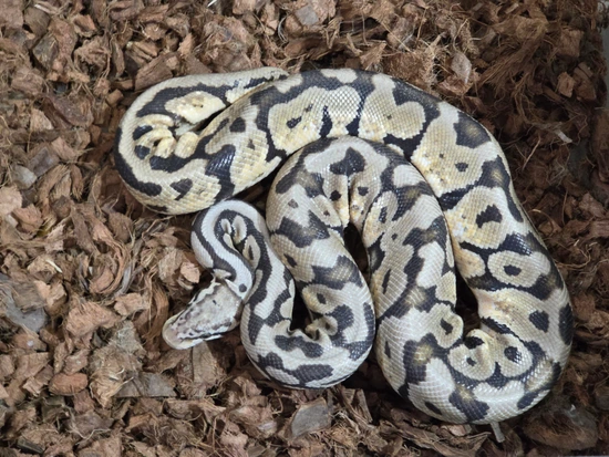 PB Pastel Spotnose Ball Python by Mad Men Morphs