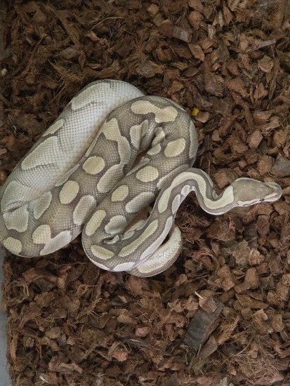 Mad Mom Python Lesser Het Clown Ball Python by Mad Men Morphs