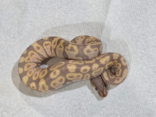 Mad Mom Python Banana Double Het Monsoon Clown Ball Python by Mad Men Morphs