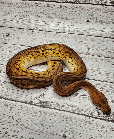 Mad Mom Python Red Stripe Mahogany Blade Clown Ball Python by M.A.D Royals
