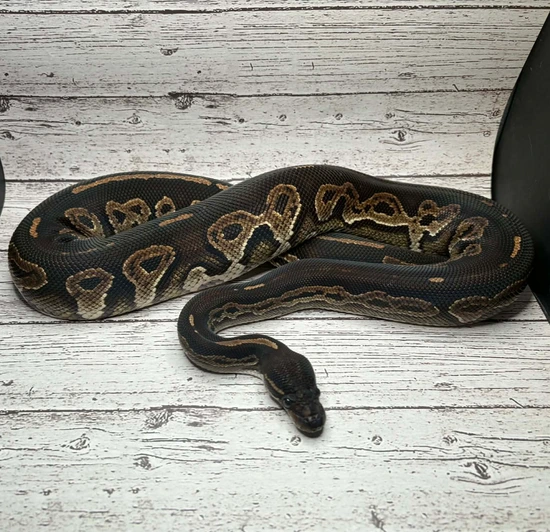Mad Mom Python Black Head HRA Yellowbelly Ball Python by M.A.D Royals