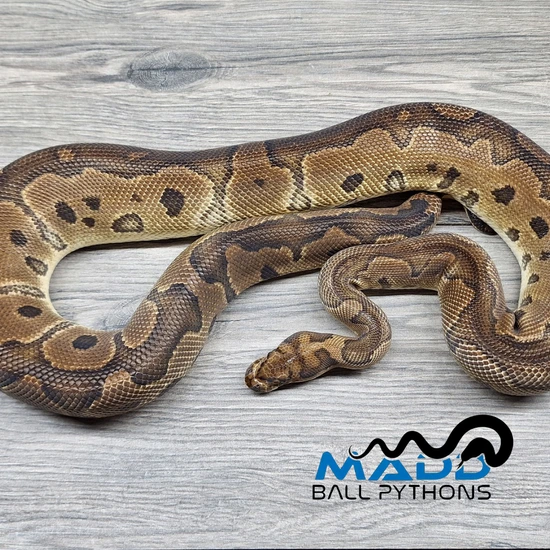 Clown Ball Python by MADD Ball Pythons