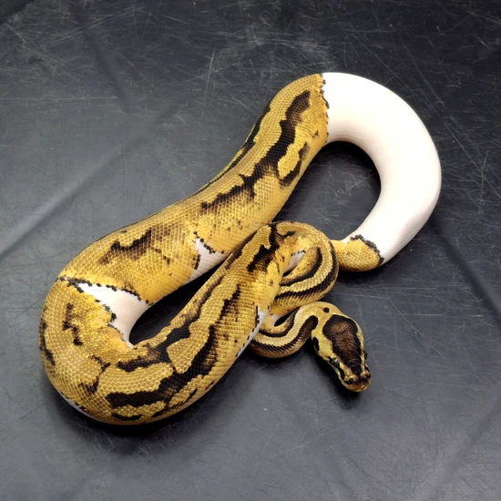 pied ball python by patchwork pythons Images High... Pastel Puzzle Pied Ball Python by MADD Ball Pythons