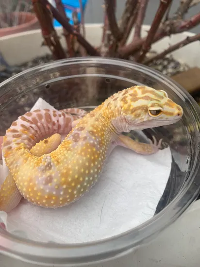 Hc Raptor Proven HC Raptor Leopard Gecko by Respecto_thy_Gecko