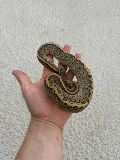 Hurricane Pinstripe Double Het Hypo Rainbow Ball Python by MadReptic