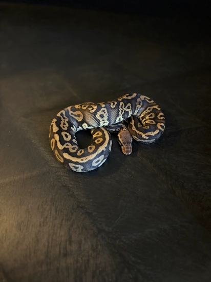 Acid Yellow Belly Ball Python by MadReptic