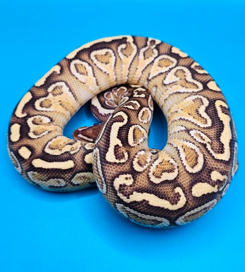 Lesser Yellowbelly Hurricane Ball Python by Madriver Serpents and Rattery