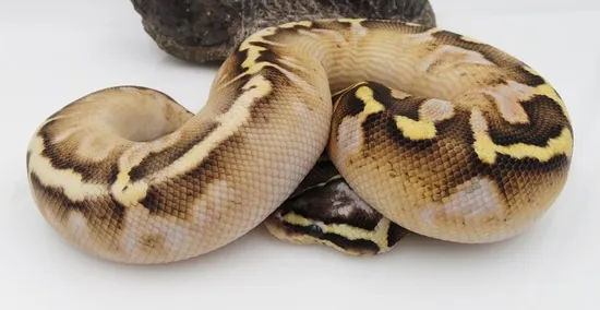 Fore Fly Calico Ball Python Firefly Calico 100% Het TSK 50% Het Pied Ball Python by Madusa's Morphs