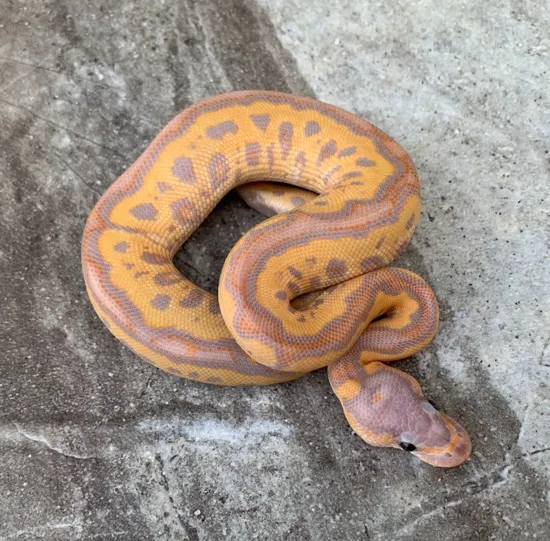 Banana Clown Male Ball Python by Maestro Exotics