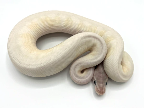 BEL W/ Spider Male Ball Python by Maestro Exotics