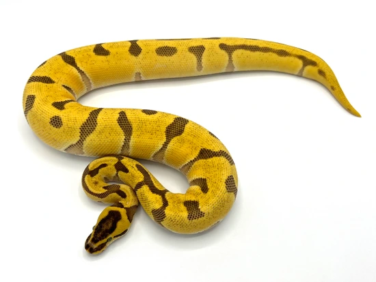 Super Enchi Super OD Fire Female Ball Python by Maestro Exotics