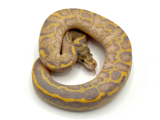 Leopard Ivory Male Ball Python by Maestro Exotics