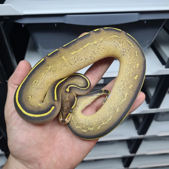 Phantom Freeway Het Pied Ball Python by JM_Royals