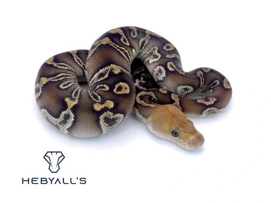 Chocolate Cypress GHI Clown Ball Python by Hebyall's
