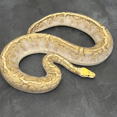 Bamboo Fire Het Clown Ball Python - female for sale from Hebyall's