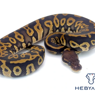 Confusion Cinnamon Dbl Het Hypo Clown